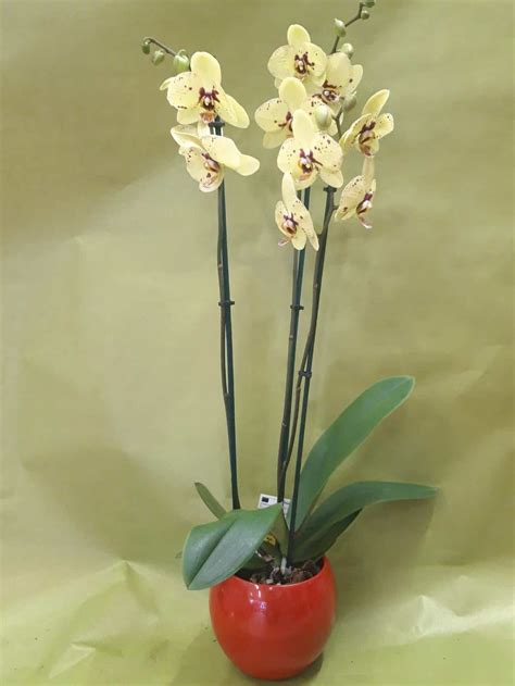 70 cm Orchid plant in ceramic pot | Crazydaisyflorists.com