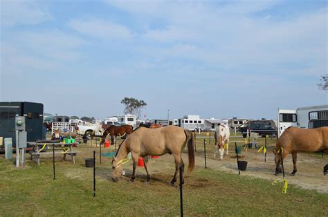 horses on campsite - Lakewood Camping Resort : Lakewood Camping Resort