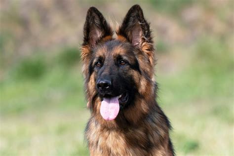 The German Shepherd Mastiff Mix: All On This Amazing Giant