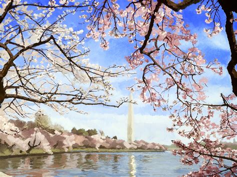 Cherry Blossoms At The Tidal Basin | Kyo Gallery