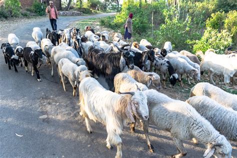 Herd of Goats · Free Stock Photo