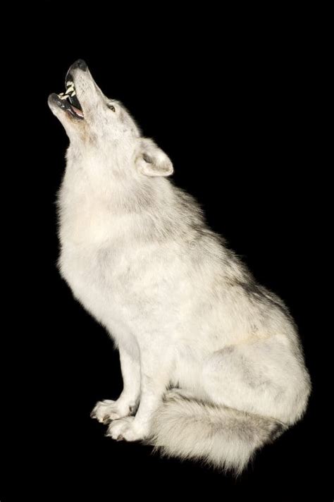 16,211 Black Wolf Dog Stock Photos - Free & Royalty-Free Stock Photos from Dreamstime