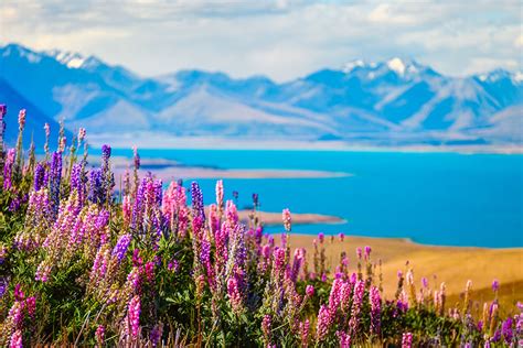 A Travel Guide to Handpicked Happiness: New Zealand’s Lupin Lake Tekapo - Smart Travel