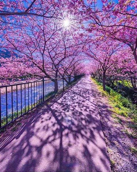 spring in shizuoka japan - Imgur Beautiful World, Lovely, Wonderful ...