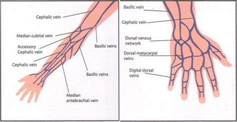 Good diagram of the locations of the hand and arm veins. Good reference ...