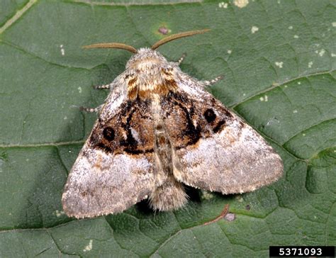 Noctuid moth (Colocasia coryli)