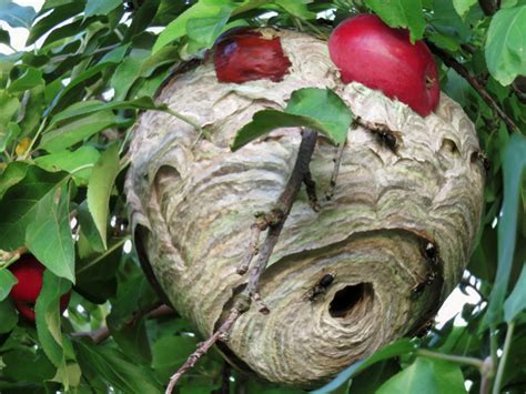 Bald-faced hornet nests in New York - Honey Bee Suite