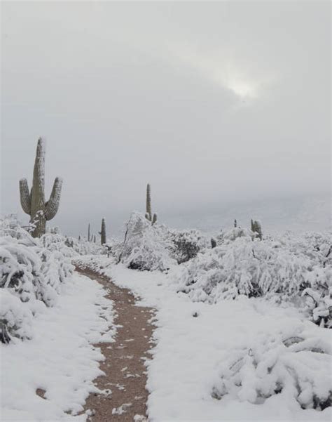 250+ Arizona Winter Saguaro Cactus Snow Stock Photos, Pictures ...