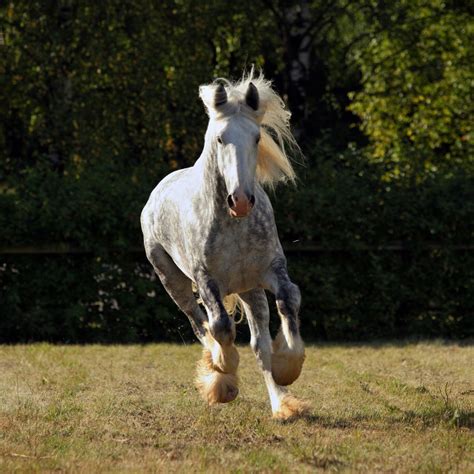 16 Gypsy Vanner Horse Facts - Helpful Horse Hints