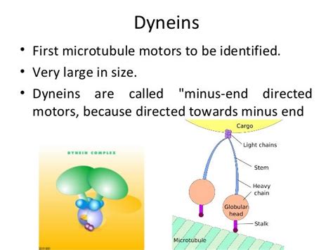 dyneins and kinesins