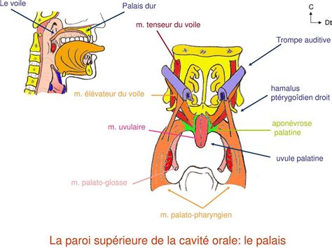 aponévrose palatine