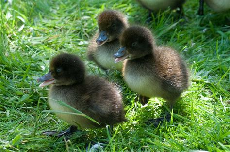 Cute Ducklings | Funny And Cute Animals