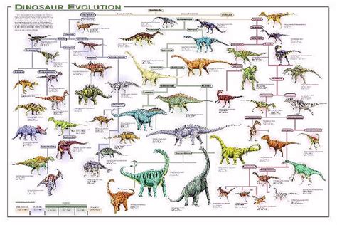 Type of Dinosaurs: Dinosaurs Evolution