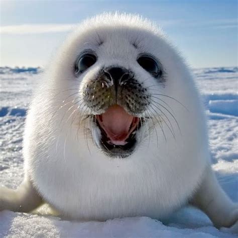 Cute white seal pup... : aww