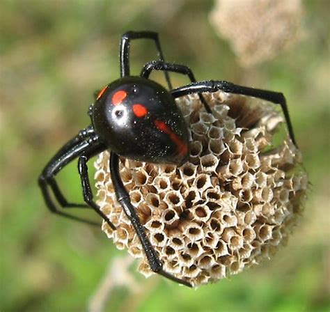 Latrodectus variolus - BugGuide.Net