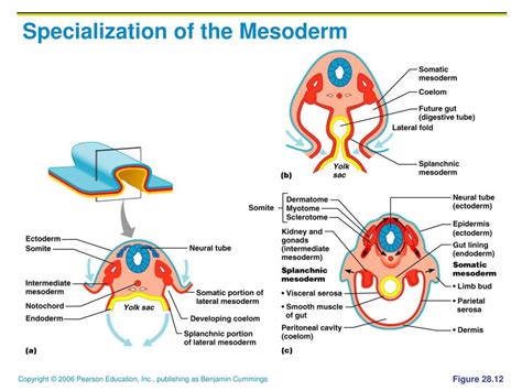 PPT - Pregnancy and Human Development PowerPoint Presentation, free download - ID:2267636