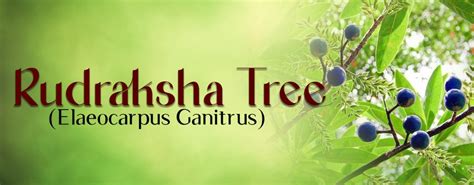 The Sacred Rudraksha Tree and Its Auspicious Significance