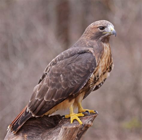 9 Types of Hawks in Florida (Species Guide + Pictures) - Birdwatching Tips