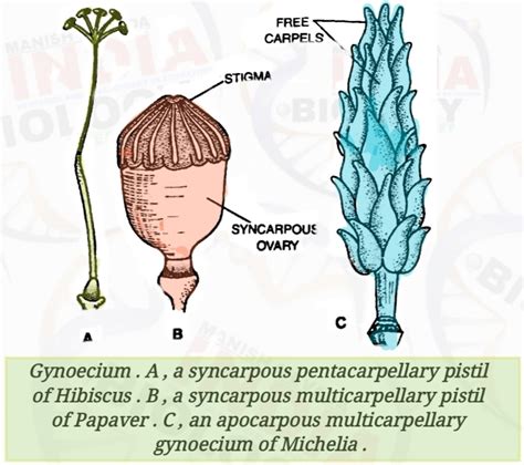 PISTIL- THE FEMALE REPRODUCTIVE ORGAN