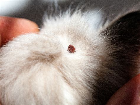 Ticks on Cats: Symptoms, Removal, and Prevention - My Family Vets