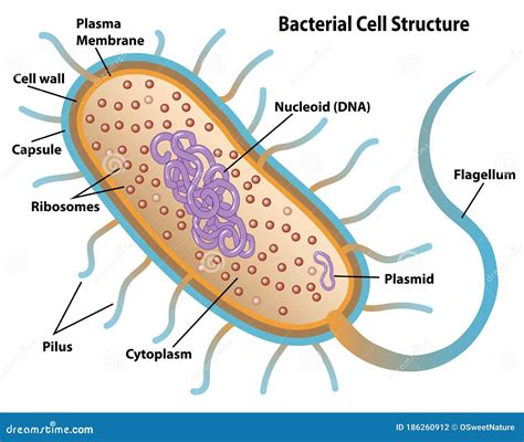 Bacteria Cell Structures with Labels Stock Vector - Illustration of infection, bacilli: 186260912