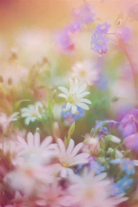 fading beauty | Flower aesthetic, Flower collage, Abstract photography