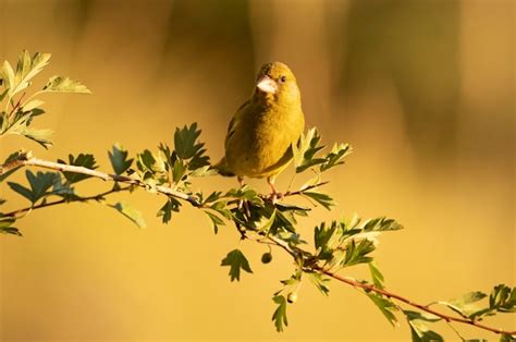 Premium Photo | European greenfinch male in a Mediterranean forest with ...