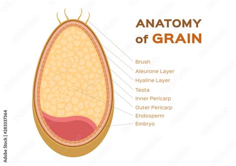 grain anatomy / wheat vector Stock Vector | Adobe Stock