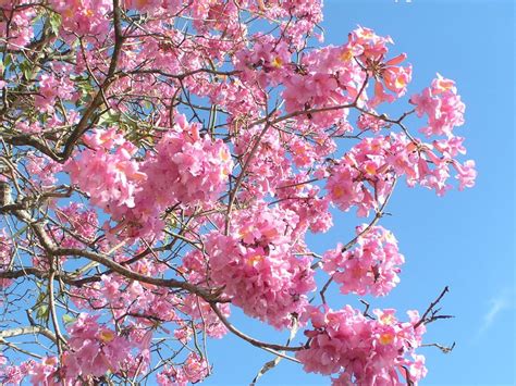 How to do Tabebuia Tree Care