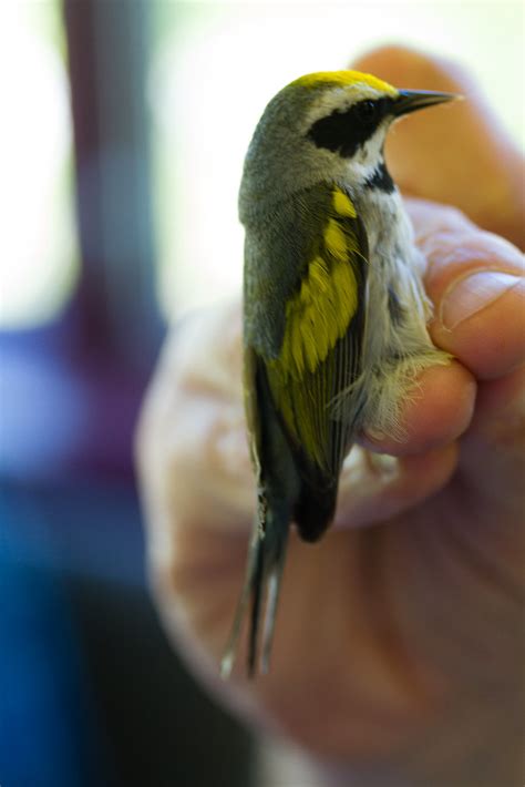 Golden-winged Warbler | Golden-winged Warbler | Flickr