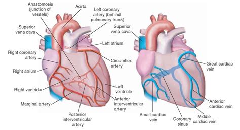 coronary arteries and veins - Google Search | Coronary circulation ...