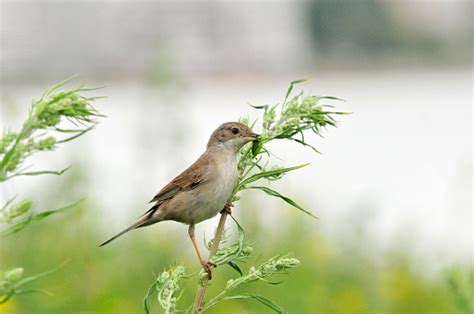 Northern Wheatear Bird Female Bird Of The Flycatcher Family The Bird Made A Nest On The Stony ...