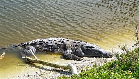 Rare American crocodile makes itself known on Florida golf course