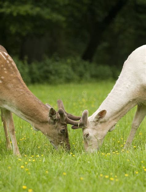 Fallow deer fawns fighting stock photo. Image of antlers - 5406598