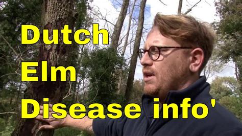 Dutch Elm Disease & Elm Bark Beetle - Tree pests and diseases: - YouTube