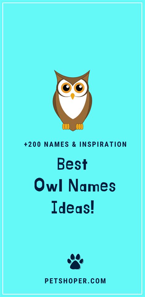 Owl Names +243 TOP Ideas Incl. Harry Potter Owl - PetShoper | Harry potter pet names, Harry ...