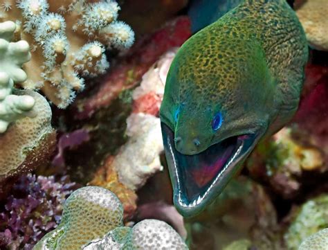 Moray Eel - Fishes World - HD Images & Free Photos