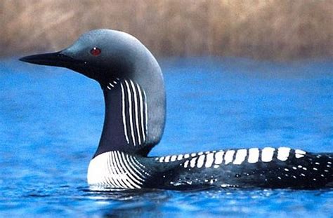 The loon bird | Facts About All