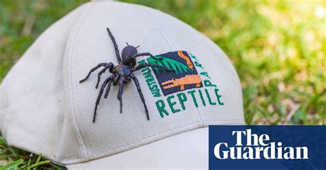 Biggest male funnel-web spider dubbed ‘Hercules’ found north of Sydney : r/spiders