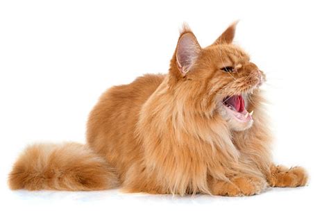 Very Angry Ginger Cat Stock Photos, Pictures & Royalty-Free Images - iStock