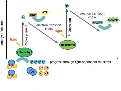 Biology The Light-Dependent and Light-Independent Reactions - Shmoop Biology | Photosynthesis ...