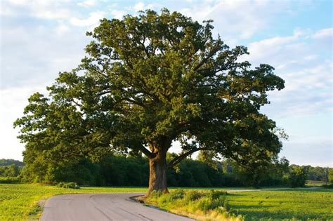 Bur Oak (Quercus macrocarpa) - Great Plains Nursery