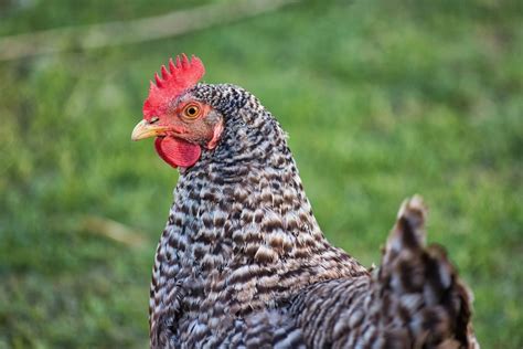 10 Chicken Breeds to Give You the Most Fresh Eggs For You to Enjoy