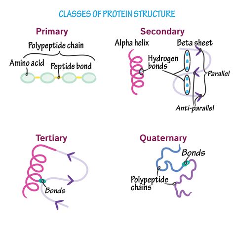 Tertiary Structure Of Protein - Solved: PART A The Tertiary Structure Of A Protein Is A Co ...