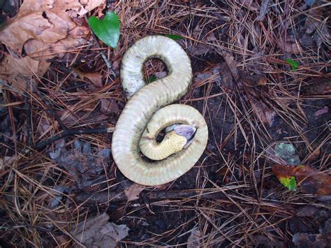 Eastern hognose snake, playing dead, Sicily Island Hills WMA, Louisiana