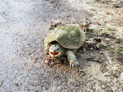 Getting 'snappy' with Wisconsin's largest turtle | WLUK