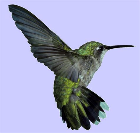 Jamaica's national bird. The Doctor bird | Bird, Hummingbird, Birds