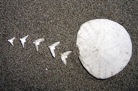 Flickriver: Most interesting photos from Sand Dollars . . . No Limits . . . Please Comment pool