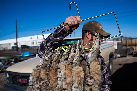 Trapping Bobcats for Fur in the U.S. is Going Strong—And It’s Grisly