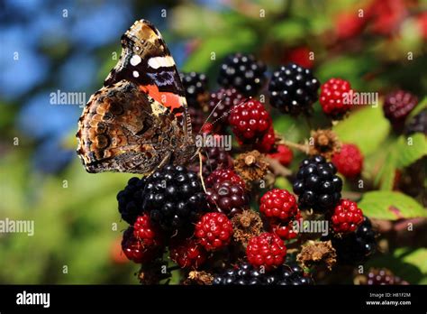 Red Admiral Butterfly Stock Photo - Alamy